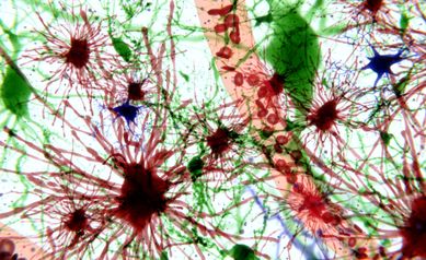 URMC Partners with Sana Biotechnology to Advance Cell-based Therapies in Neurological Disorders