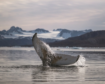 whale