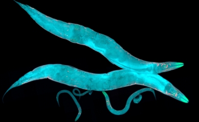 c.elegans nature aging 2