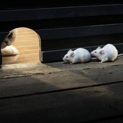 Researchers identify neurons that "learn" to smell a threat