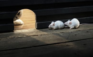 Researchers identify neurons that "learn" to smell a threat