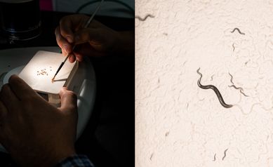 Wiggles & wings: The model systems transforming neuroscience