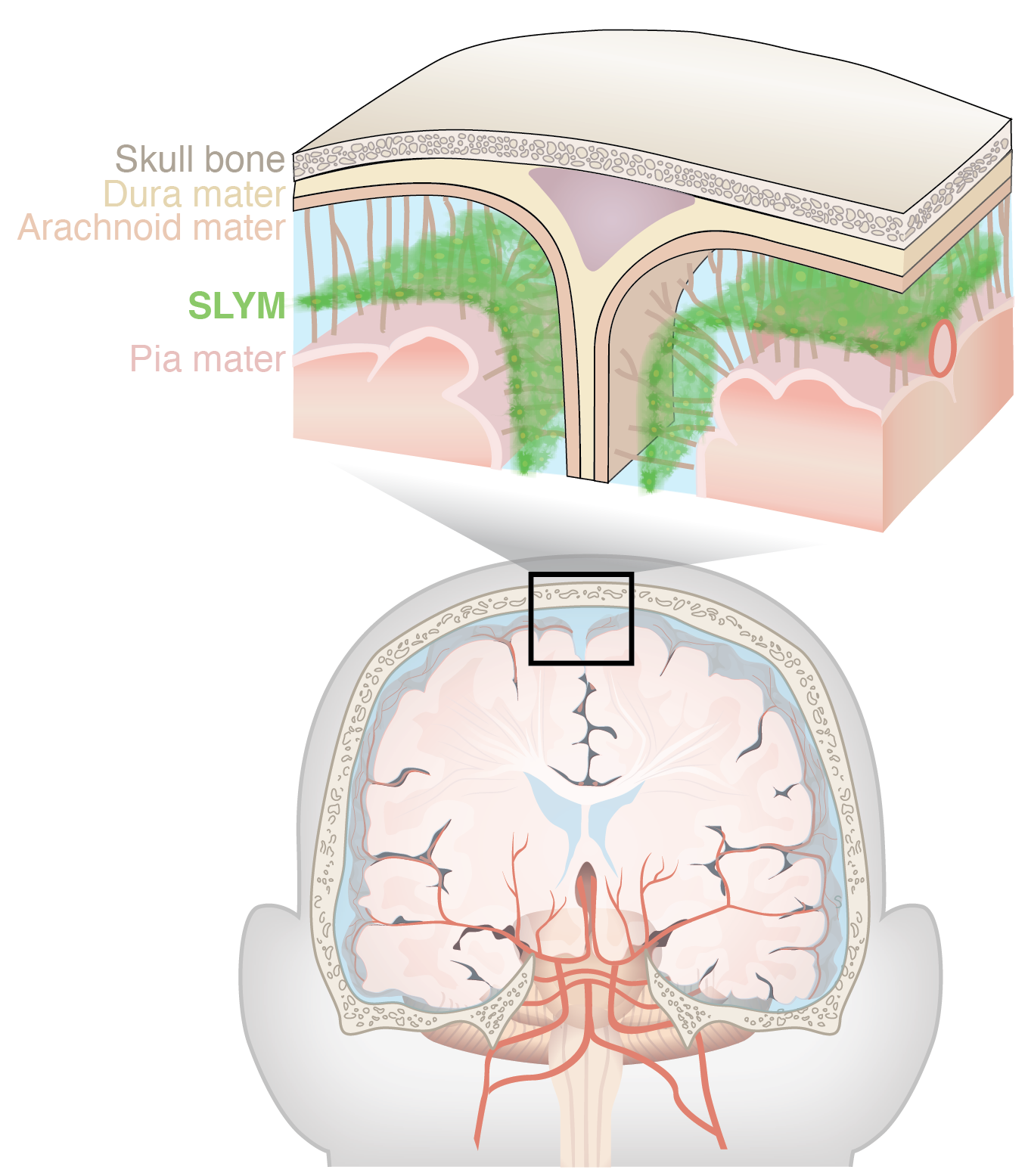 SLYM illustration skull prefered
