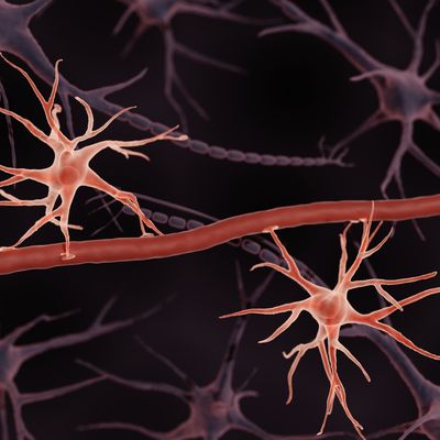 The stars in the brain may be information regulators