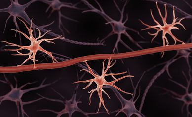 The stars in the brain may be information regulators