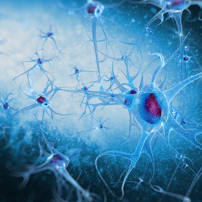 Researchers find rhythmic brain activity helps to maintain temporary memories