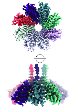 Csx28 membrane protein 