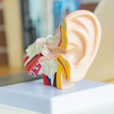 ear model