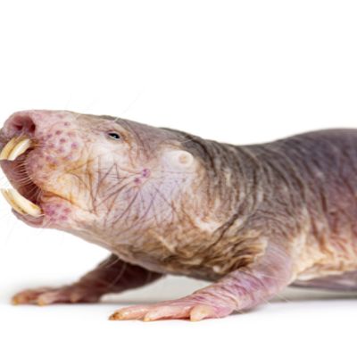 Naked Mole-rat, hairless rat, Heterocephalus glaber, isolated on wihte
