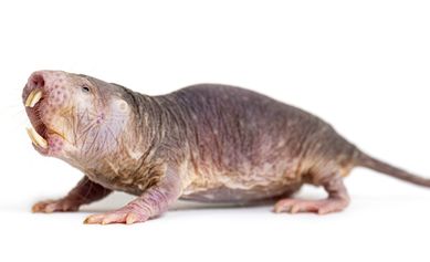 Naked Mole-rat, hairless rat, Heterocephalus glaber, isolated on wihte
