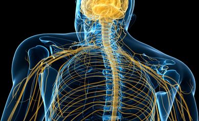 From lab to life-changer: URMC neuromuscular researchers pave the way for gene therapy revolution