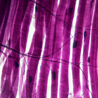 motor neurons muscle cells