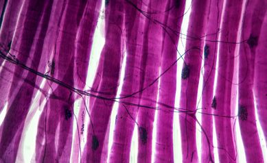 motor neurons muscle cells