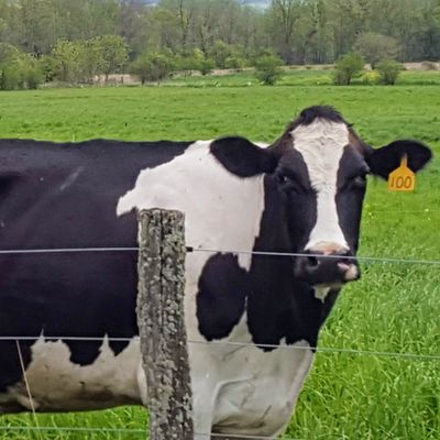 cows - for rural cancer study 2024