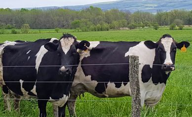 cows - for rural cancer study 2024