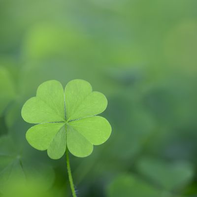 Four leaf clover