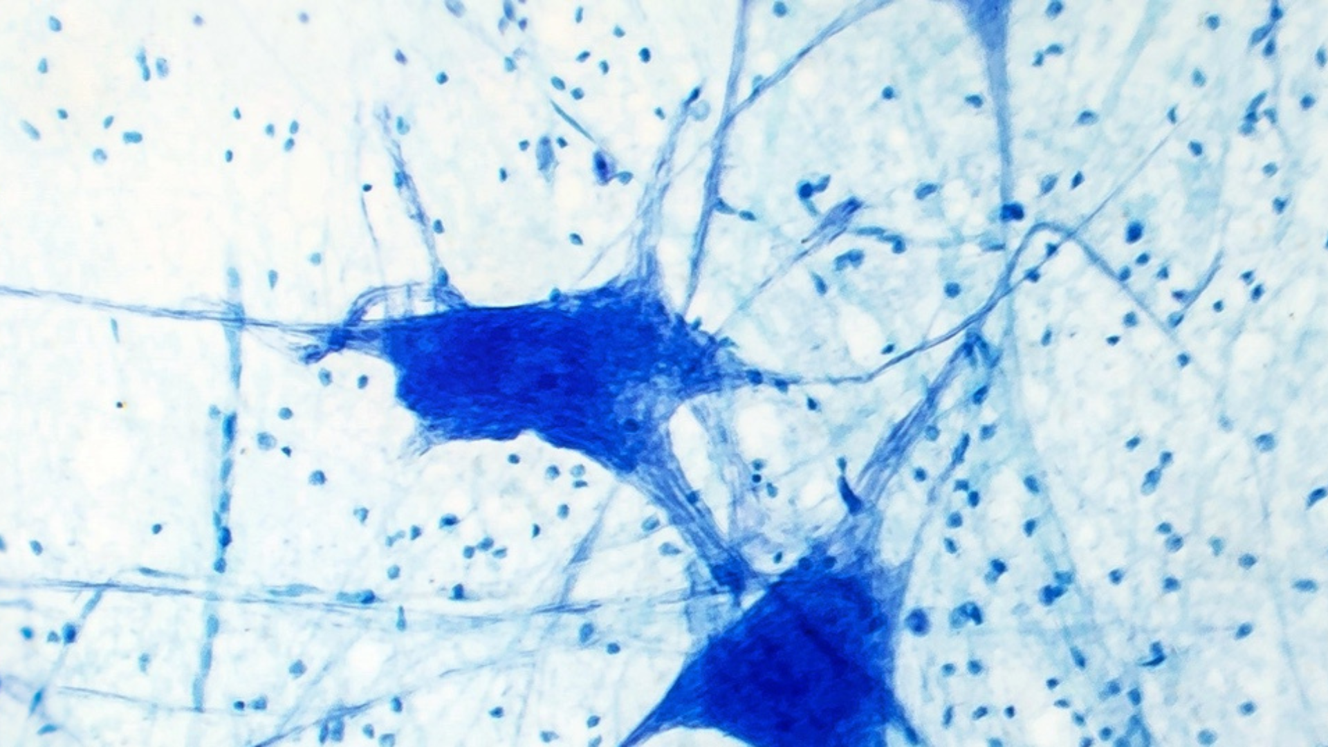 close up of neurons