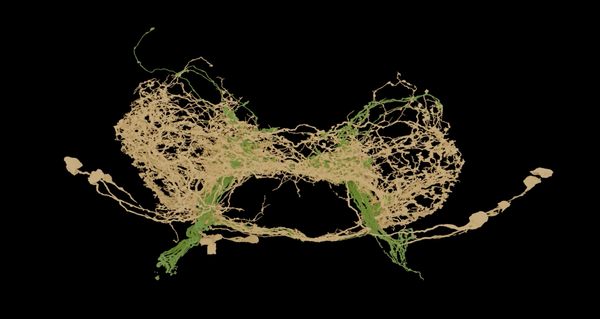 When sugar-sensitive neurons in a fruit fly’s mouth (green) detect something sweet, they send signals to the brain, activating other neurons (light brown). Some of those neurons stimulate motor neurons to extend the proboscis and suck up the sugar.