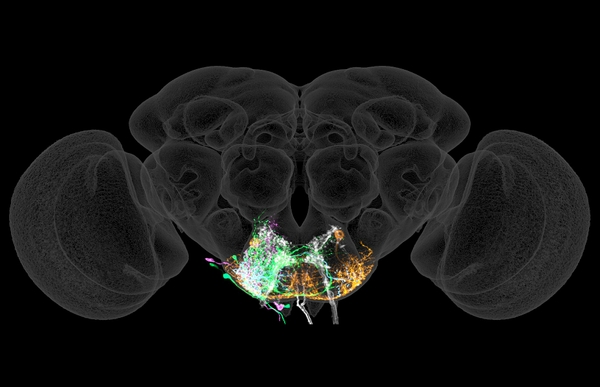 Individual neuron types in the feeding initiation behavior circuit in the fruit fly, including taste sensory (white), second-order (green), third-order (pink), premotor (cyan), and motor (orange) neurons. Drs. Shiu and Sterne previously discovered this feeding circuit and then used it to validate the newly-released computational model.