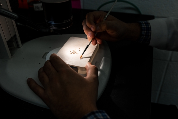 Researcher studies Drosophila under a microscope.