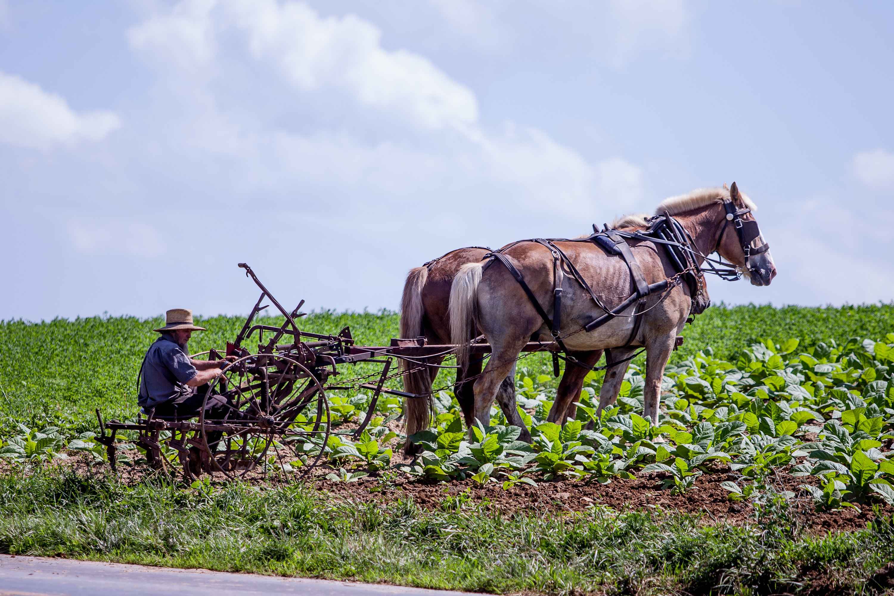 Within the Old Order Amish, SORD deficiency is believed to be a common cause of progressive motor neuropathy. 