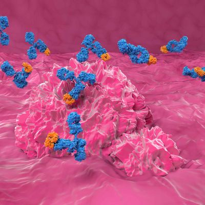 monoclonal antibodies and bladder cancer_11zon