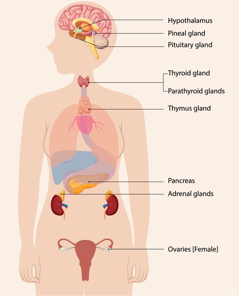glutathione and adrenal fatigue Does 'Adrenal Fatigue' Cause Weight Gain? The Truth About Health Hormone Imbalance Size:M 8.5/W 10.5 NAD+ 500mg Research Grade Topical Copper Peptide