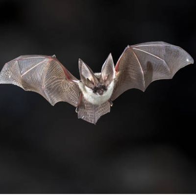 bats 1