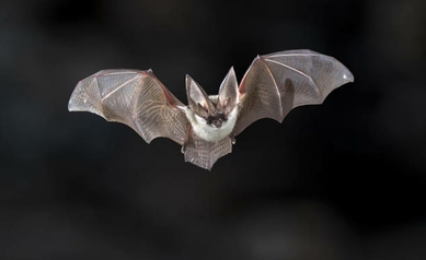 bats 1