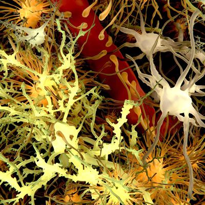 cells of the brain_11zon