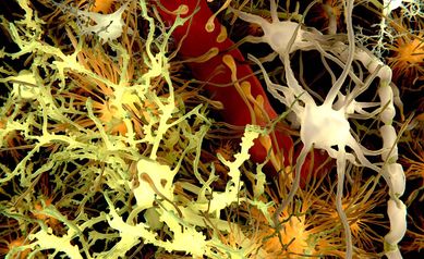 cells of the brain_11zon