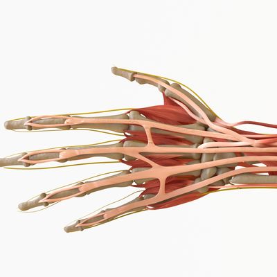 Nicholstendon2anatomyoftendon