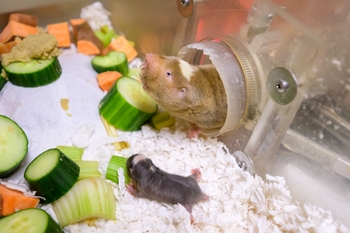 Darmarland mole rats, larger, furrier cousins of naked mole rats, are among the abnormally long-lived mammals Gorbunova's lab studies. These rats can live for more than 15 years.
