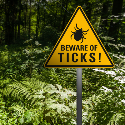 lyme disease ticks