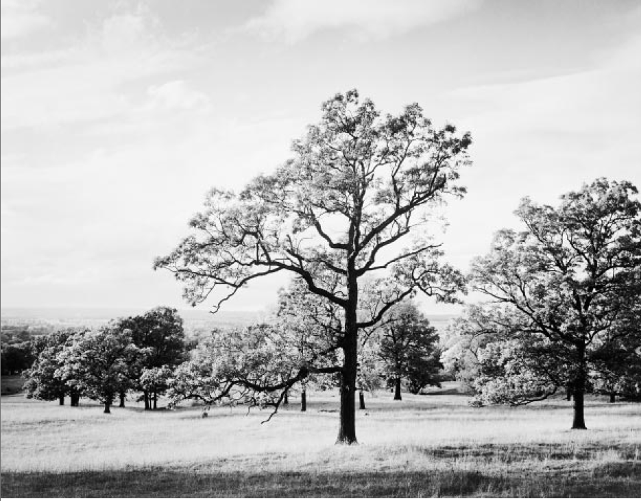Genesee County landscape by Ansel Adams.
