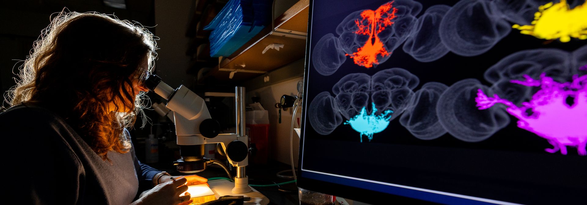 The Interstate of Science: Merging Neuroscience and AI