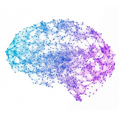 brain networks_11zon
