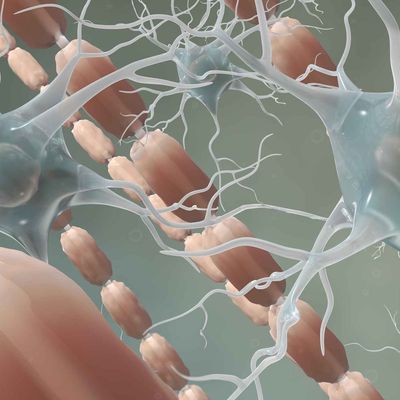 Myelin brain_web