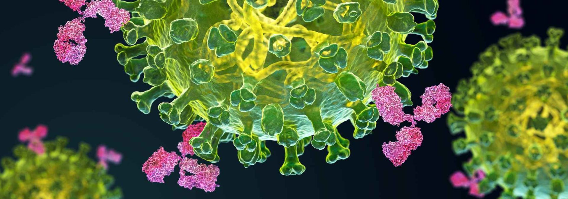 Flu virus and antibodies_web