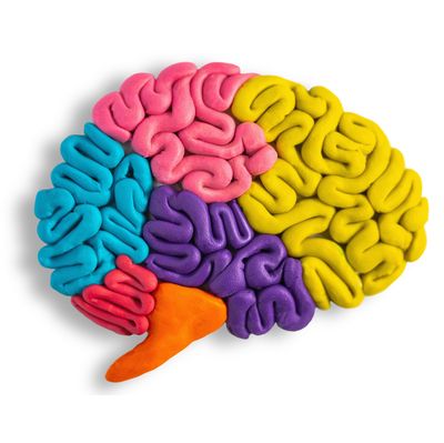 Prenatal Iron Deficiency Leaves Lasting Changes in the Developing Brain