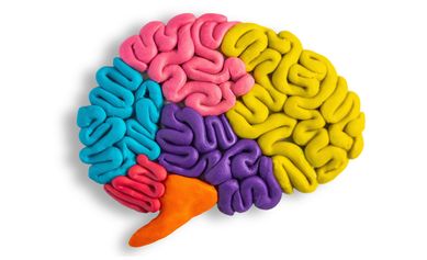 Prenatal Iron Deficiency Leaves Lasting Changes in the Developing Brain