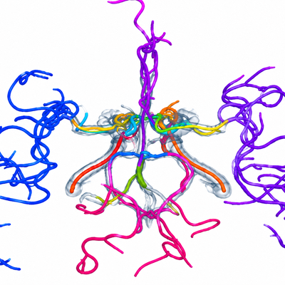 New Tool Could Help Researchers Better Understand the Brain’s Blood Vessels