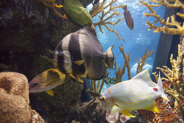 Shedd_colorful-fish