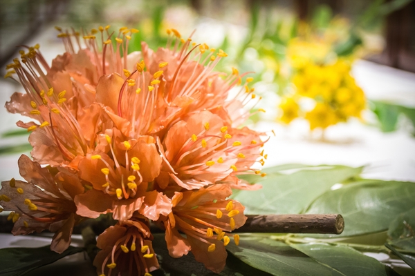 HMNH_glass-flowers