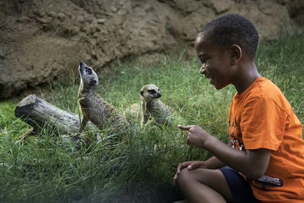 HouZoo_meerkats