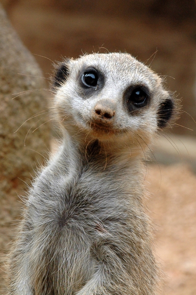 HouZoo_meerkat