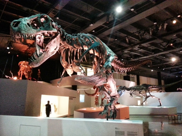 HMNS_rex