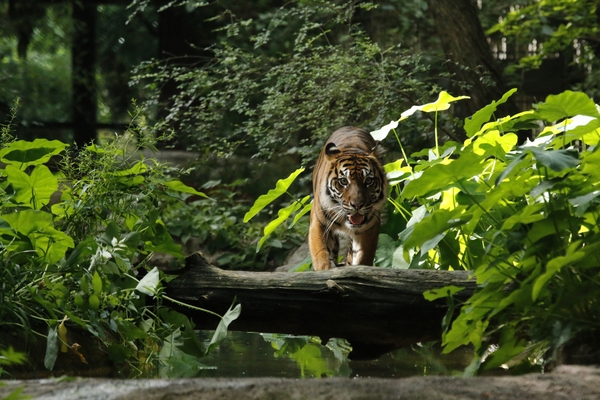 DZ_female-tiger
