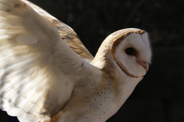 DZ_barn-owl