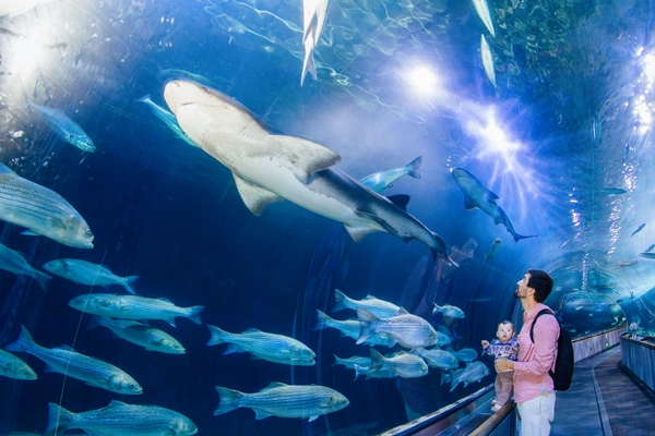 AOB_shark